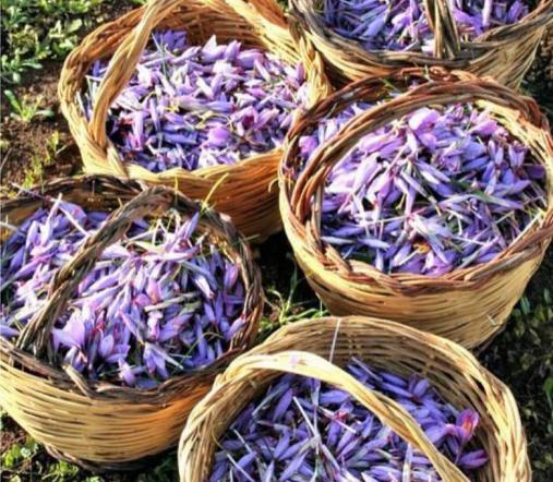 عرضه کننده قاووت گل بنفش 100 گرمی